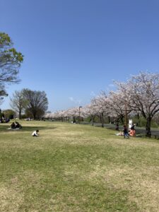 百年公園の桜並木